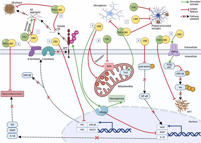 СБД при Альцгеймері