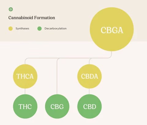 інфографіка: як формуються канабіноїди