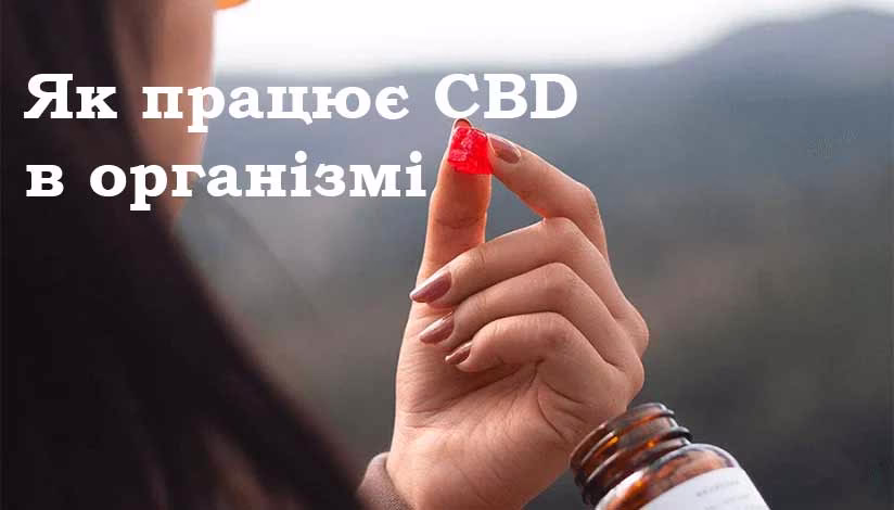 Як працює CBD в організмі