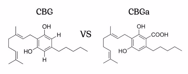 структура молекул CBG та CBGa