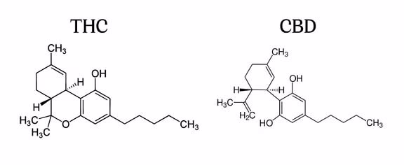 THC та CBD - Основні канабіноїди