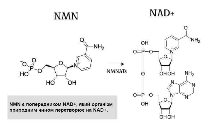 Нікотинамід мононуклеотид (NMN) є попередником NAD+, який організм природним чином перетворює на NAD+.